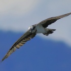 『投稿：「飛び込みの名手ミサゴ～その2」【月面情報・追記】2025/12/03』の画像