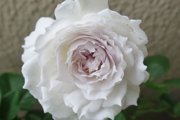 創作の杜 ノルン バラ栽培のまとめ