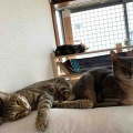 ベネリお兄ちゃんと一緒だと落ち着くジャミちゃん