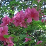 たまりんの時々山日記