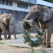 クリスマスリースのプレゼント　（２）