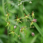野の花礼賛