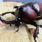 カブトムシやクワガタの近親交配は大丈夫なのか 人間の近親相姦との違い 虎ノ門虎之助のベランダ ラボラトリー Ft メダカ