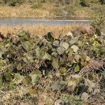 ヤギ飼ってみた