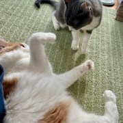 高齢猫と若い猫のじゃれ合いとパンダの思い出