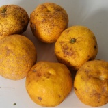 『中津・院内へ(2)道の駅「いんない」(1)』の画像