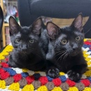 黒猫ちびーずとか