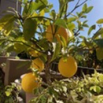 のほほんシンプルクッキング　"彩菜"