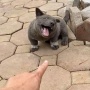 【画像】ドラクエっぽい犬が発見されてしまう！！　→　想像以上にドラクエに出ても違和感なかったｗｗｗｗｗｗｗ