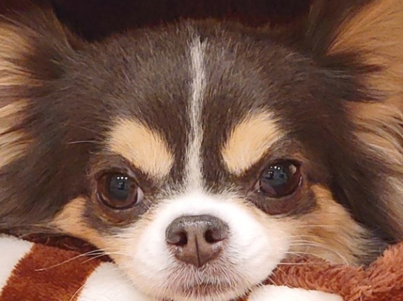 年賀状の写真を探しているのだが