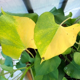 Heyモーの家庭菜園を楽しむ