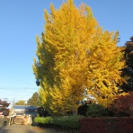 秋田の地酒『郷のたより』