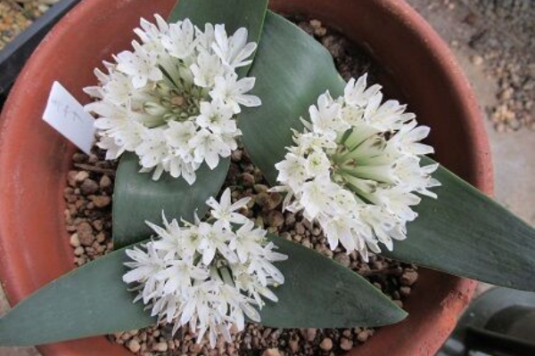 ミセスケイの薔薇コラム 挿し木