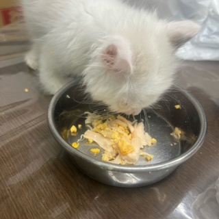 NPO法人ペット里親会