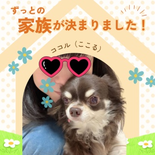 WanWan net🐾ボランティアチーム
