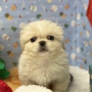 新入生のご紹介！🐶