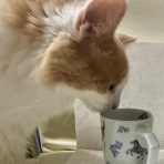 猫だらけ