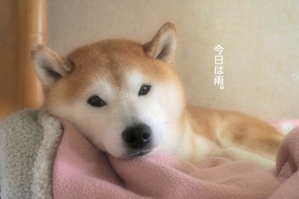 湘南凸凹柴wan日記 ブランケット Powered By ライブドアブログ