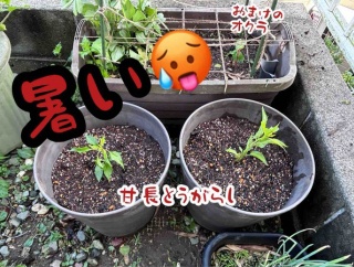 梅雨の晴れ間にやっておく。