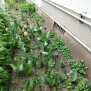 ◆プール◆もう1週間