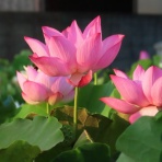優嵐句集