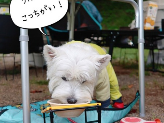 究極の犬の食器台を探している
