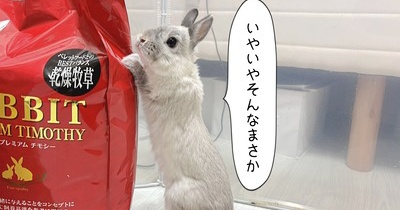 うさぎのルリ(1/14追記)