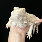JPS PET STYLE
