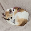 �����Υ�����