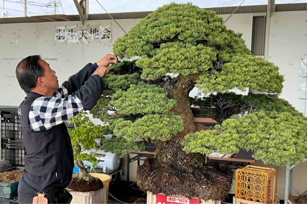 幻の五葉松「祖母五葉松」久方の植替え❗️ : 雨竹 盆栽 水石 便り