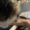 いつになく積極的なテンちゃん