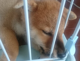 挟まりたがる柴犬【再】