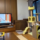 ふたりで見る『ネコメンタリー』