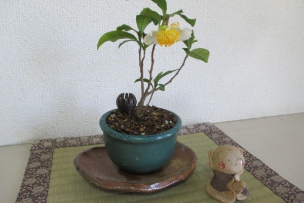 じぃじ」のミニ盆栽日記 - お茶の木