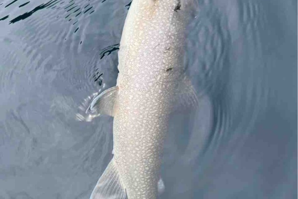 ORA Minnow Serendipity