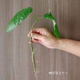 「もうダメ」と思った観葉植物から芽が！まりちゃんのご神木に認定しました