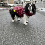 イヌじゃないの、ムスメなの☆