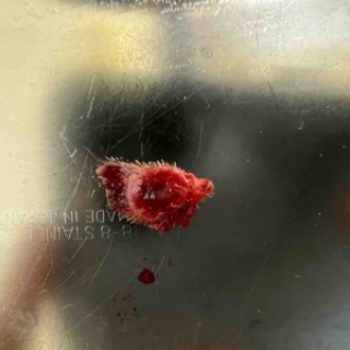 風の動物病院のブログ