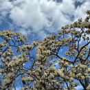 春はハクモクレン