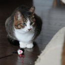 おもちゃ前待機のとらやんとクレジットカードの引き落としでまた騒ぐやつ(とら麦69)