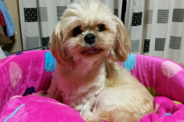 木の葉の里 シーズー元祖犬 ラサアプソ