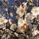 『梅の咲く頃に…』