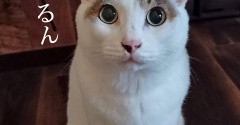 心強い味方。と、青い王冠つくりました。