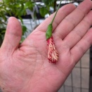 昨日の蕾が