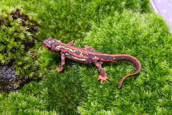 トモのイモリ記録 オキナワシリケンイモリ