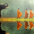 タイでは野生象に避妊ワクチン投与をはじめました