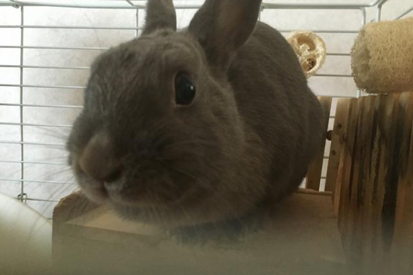 ウサコッツ飼育日記 16年06月