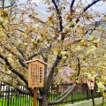4月9日（木）の花🌸三昧•4…造幣局桜の通り抜け2