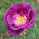 バラ：マジェンタ スカイ　画像