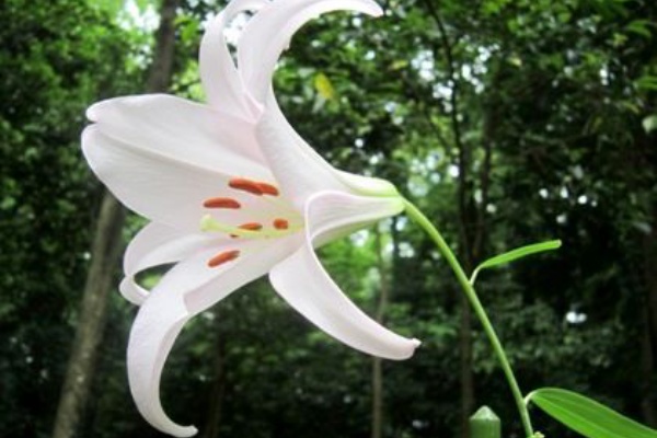 上品 ささゆりの花言葉 言葉のコレクション資格講座